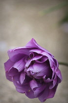 Tulip, Tulipa.