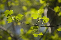 Tulip tree, Liriodendron tulipifera.