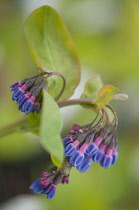 Virginia Bluebell, Mertensia virginica.