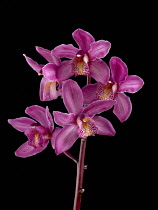 Orchid, Cymbidium 'Rosie'.