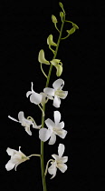 Orchid, Dendrobium 'Living dreams white'.