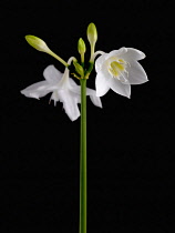 Lily, Amazon lily, Eucharis amazonica.