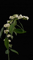 Euphorbia, Spurge, Euphorbia fulgens 'White King'.