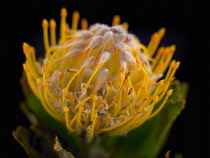 Pincushion, Orange subject, Leucospermum.