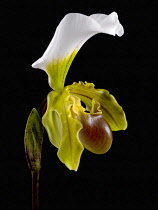 Orchid, Slipper orchid, Paphiopedilum leeanum.