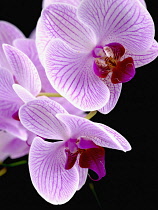Orchid, Moth orchid, Phalaenopsis 'Shanghai'.