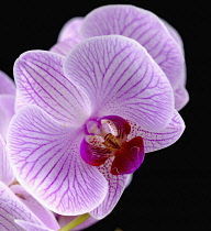 Orchid, Moth orchid, Phalaenopsis 'Shanghai'.