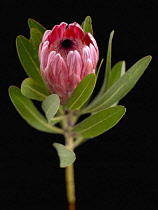 Pink ice, Protea neriifolia x susannae.
