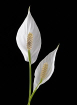 Lily, Peace lily, Spathiphyllum wallisii.