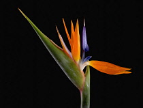 Bird of paradise, Strelitzia reginae.