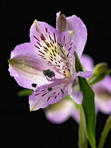 Alstroemeria, Peruvian lily, Alstroemeria.