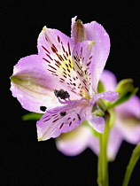 Alstroemeria, Peruvian lily, Alstroemeria.