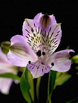 Alstroemeria, Peruvian lily, Abelia grandifolia.