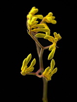 Kangaroo paw, Anigozanthos.