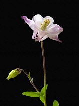 Aquilegia, Columbine, Aquilegia vulgaris.