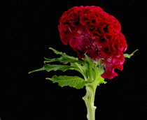 Cock's comb, Celosia argentea Cristata Group.