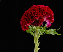 Cock's comb, Celosia argentea Cristata Group.