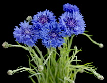 Cornflower, Centaurea cyanus.