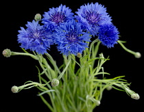 Cornflower, Centaurea cyanus.