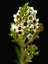 Geraldton wax, Chamelaucium uncinatum.