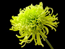 Chrysanthemum, Chrysanthemum 'Shamrock'.