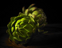 Globe artichoke, Cynara scolymus.