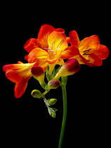 Freesia.