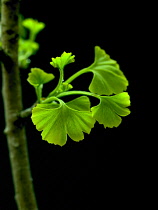 Ginkgo, Maidenhair tree, Gingko biloba.