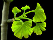 Ginkgo, Maidenhair tree, Gingko biloba.