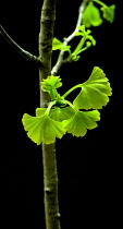 Ginkgo, Maidenhair tree, Gingko biloba.