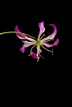 Gloriosa lily, Gloriosa superba 'Rothschildiana'.
