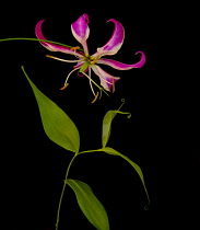 Gloriosa lily, Gloriosa superba 'Rothschildiana'.