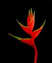 Heliconia, Heliconia wagneriana.