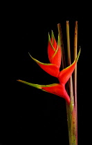 Heliconia, Heliconia wagneriana.