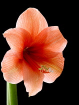 Amaryllis, Hippeastrum 'Red Lion'.