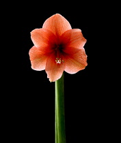 Amaryllis, Hippeastrum 'Red Lion'.