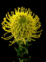 Pincushion, Leucospermum cordifolium 'Yellow Bird'.