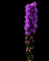 Gayfeather, Liatris spicata.