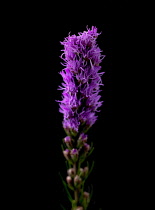 Gayfeather, Liatris spicata.