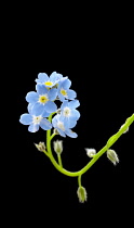 Forget-me-not, Myosotis arvensis.