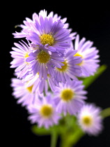 Aster, Aster novi-belgii.