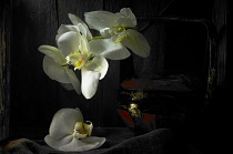 Orchid, Moth orchid, Phalaenopsis amabilis.