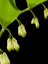 Solomon's seal, Polygonatum multiflorum.