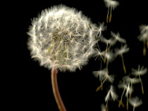 Dandelion clock, Taraxacum officinale.