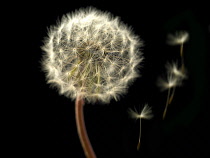 Dandelion clock, Taraxacum officinale.