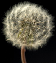 Dandelion clock, Taraxacum officinale.