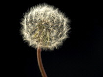 Dandelion clock, Taraxacum officinale.