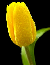 Tulip, Tulipa.