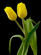 Tulip, Tulipa.