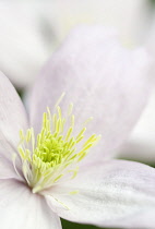 Clematis.